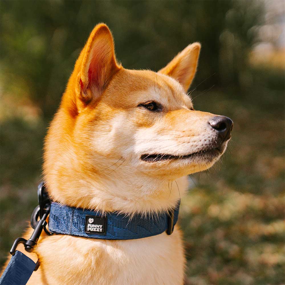 Collier pour chien réglable en nylon durable FUNNYFUZZY - Flexi Walker - Image 5