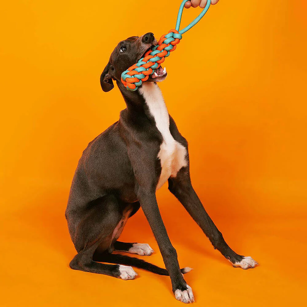 Ensemble de Jouets pour Chiens en Corde - Choc des Couleurs - Image 2