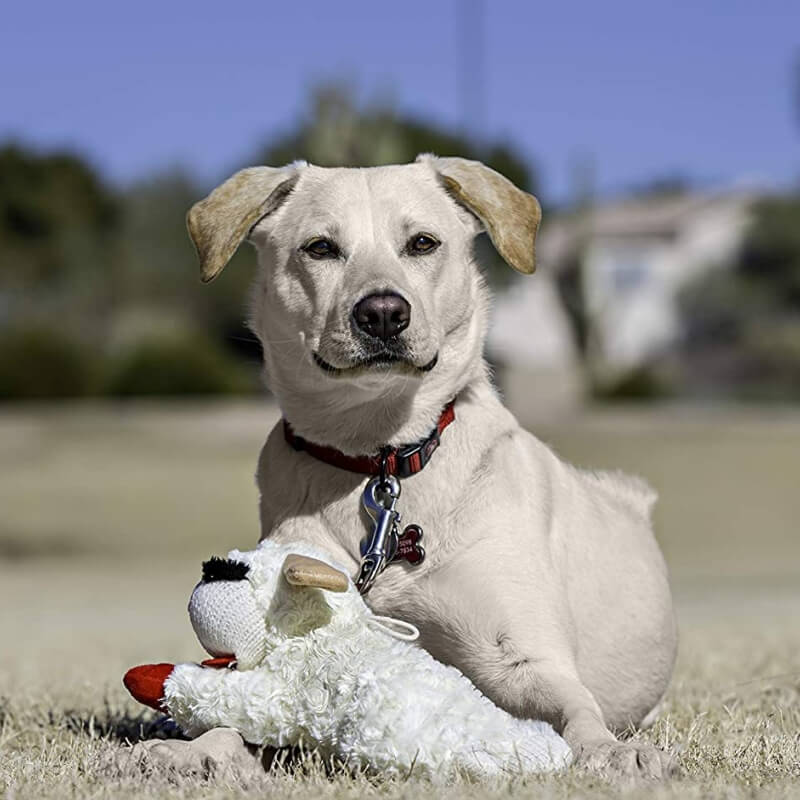 Jouet interactif pour chien - agneau peluche avec sifflet - Image 7