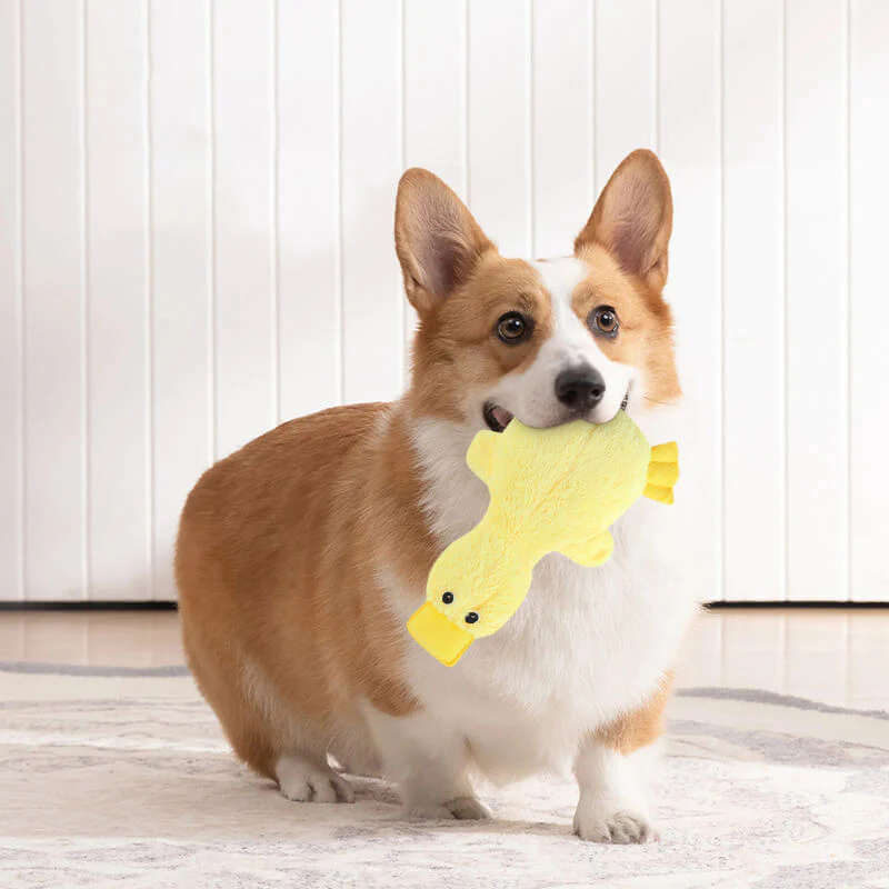 Jouet mignon pour chien en forme de canard avec sifflet - Image 3